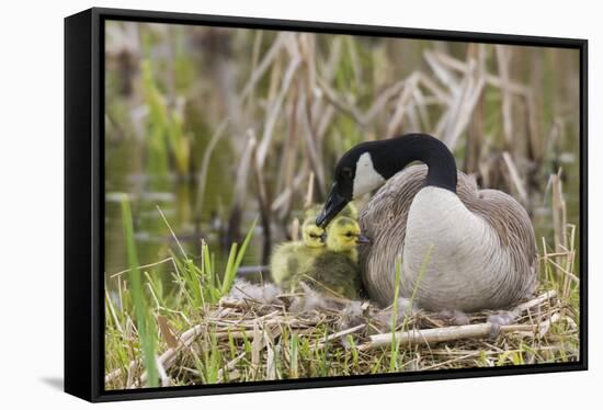 Canada goose tending newly hatched goslings.-Ken Archer-Framed Stretched Canvas