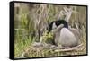 Canada goose tending newly hatched goslings.-Ken Archer-Framed Stretched Canvas