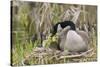 Canada goose tending newly hatched goslings.-Ken Archer-Stretched Canvas