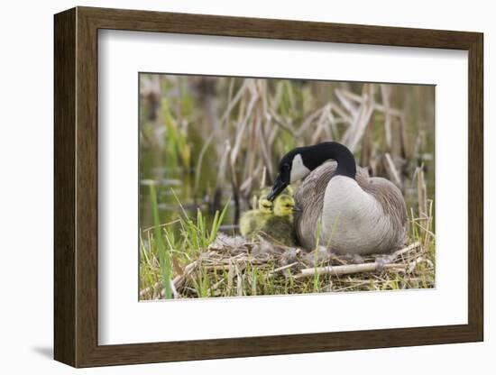 Canada goose tending newly hatched goslings.-Ken Archer-Framed Photographic Print