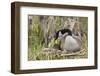 Canada goose tending newly hatched goslings.-Ken Archer-Framed Photographic Print