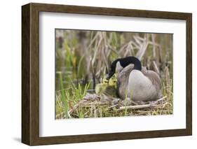 Canada goose tending newly hatched goslings.-Ken Archer-Framed Photographic Print