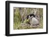 Canada goose tending newly hatched goslings.-Ken Archer-Framed Photographic Print