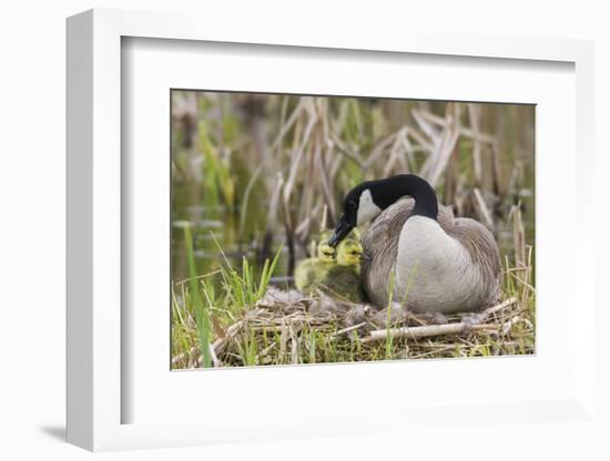 Canada goose tending newly hatched goslings.-Ken Archer-Framed Photographic Print