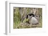 Canada goose tending newly hatched goslings.-Ken Archer-Framed Photographic Print