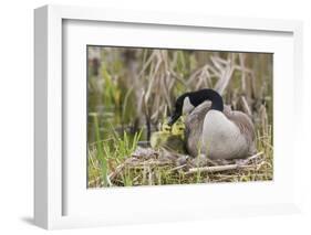 Canada goose tending newly hatched goslings.-Ken Archer-Framed Photographic Print