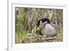 Canada goose tending newly hatched goslings.-Ken Archer-Framed Photographic Print
