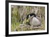 Canada goose tending newly hatched goslings.-Ken Archer-Framed Photographic Print