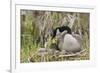 Canada goose tending newly hatched goslings.-Ken Archer-Framed Photographic Print