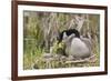 Canada goose tending newly hatched goslings.-Ken Archer-Framed Photographic Print