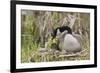 Canada goose tending newly hatched goslings.-Ken Archer-Framed Photographic Print