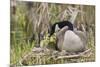 Canada goose tending newly hatched goslings.-Ken Archer-Mounted Photographic Print