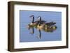 Canada Goose with chicks. San Francisco Bay, California, USA.-Tom Norring-Framed Photographic Print