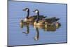 Canada Goose with chicks. San Francisco Bay, California, USA.-Tom Norring-Mounted Photographic Print