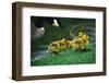 Canada Goose with Chicks-Darrell Gulin-Framed Photographic Print