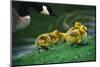 Canada Goose with Chicks-Darrell Gulin-Mounted Photographic Print