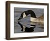 Canada Goose With Reflection While Swimming and Drinking, Denver City Park, Denver-null-Framed Photographic Print