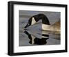 Canada Goose With Reflection While Swimming and Drinking, Denver City Park, Denver-null-Framed Photographic Print