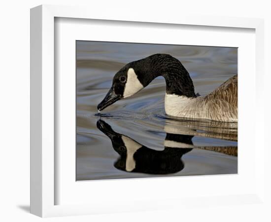 Canada Goose With Reflection While Swimming and Drinking, Denver City Park, Denver-null-Framed Photographic Print