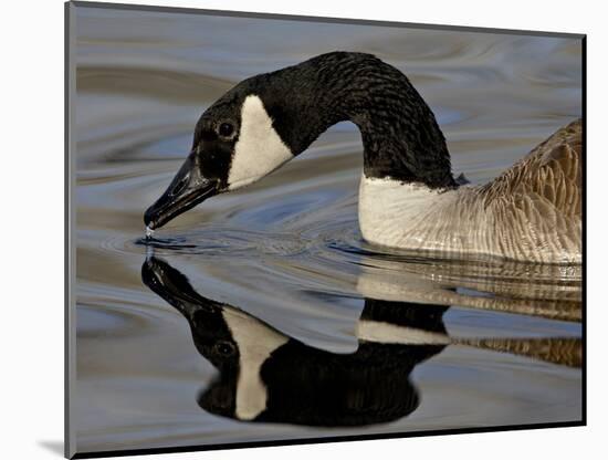 Canada Goose With Reflection While Swimming and Drinking, Denver City Park, Denver-null-Mounted Photographic Print