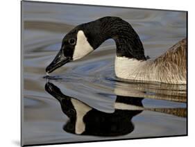 Canada Goose With Reflection While Swimming and Drinking, Denver City Park, Denver-null-Mounted Photographic Print