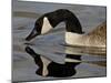 Canada Goose With Reflection While Swimming and Drinking, Denver City Park, Denver-null-Mounted Photographic Print