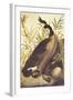 Canada Goose-John James Audubon-Framed Art Print