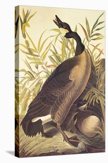 Canada Goose-John James Audubon-Stretched Canvas