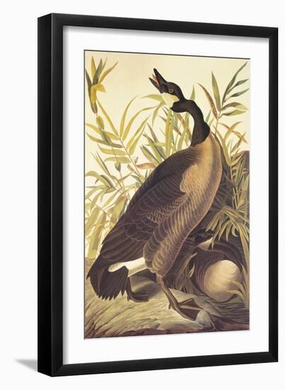 Canada Goose-John James Audubon-Framed Art Print