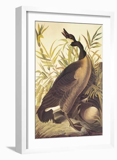 Canada Goose-John James Audubon-Framed Art Print