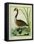 Canada Goose-Georges-Louis Buffon-Framed Stretched Canvas