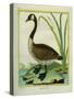 Canada Goose-Georges-Louis Buffon-Stretched Canvas