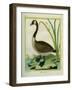 Canada Goose-Georges-Louis Buffon-Framed Giclee Print