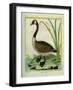 Canada Goose-Georges-Louis Buffon-Framed Giclee Print