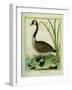 Canada Goose-Georges-Louis Buffon-Framed Giclee Print