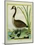 Canada Goose-Georges-Louis Buffon-Mounted Giclee Print