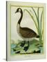 Canada Goose-Georges-Louis Buffon-Stretched Canvas