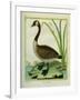 Canada Goose-Georges-Louis Buffon-Framed Giclee Print