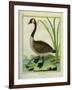 Canada Goose-Georges-Louis Buffon-Framed Giclee Print