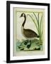 Canada Goose-Georges-Louis Buffon-Framed Giclee Print