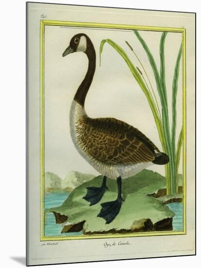 Canada Goose-Georges-Louis Buffon-Mounted Giclee Print