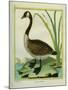 Canada Goose-Georges-Louis Buffon-Mounted Giclee Print