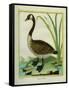 Canada Goose-Georges-Louis Buffon-Framed Stretched Canvas