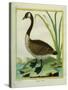 Canada Goose-Georges-Louis Buffon-Stretched Canvas