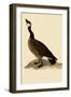 Canada Goose-John James Audubon-Framed Giclee Print