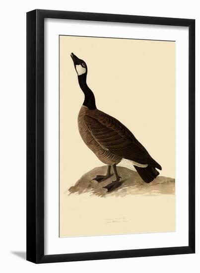 Canada Goose-John James Audubon-Framed Giclee Print