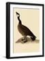 Canada Goose-John James Audubon-Framed Giclee Print
