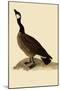 Canada Goose-John James Audubon-Mounted Giclee Print