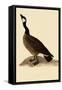 Canada Goose-John James Audubon-Framed Stretched Canvas