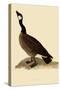 Canada Goose-John James Audubon-Stretched Canvas